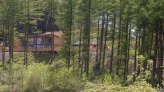 Coed llarwydd ym Mwlch Nant-yr-Arian