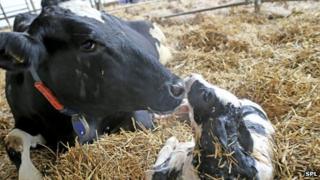Cow and calf
