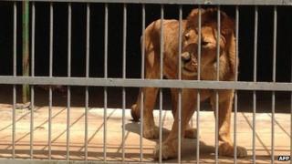 A lion at a zoo in Ethiopia (16 September 2013)