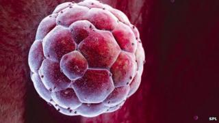 Embryo