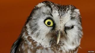 owl