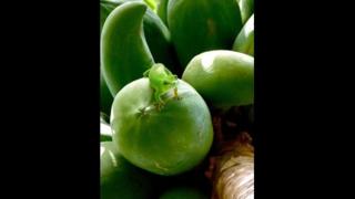 Greedy Green Gecko, by Jeremy Cusack