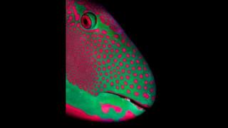 Parrotfish Portrait, by Michael Gallagher