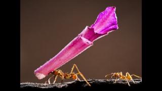 A Giant Trophy for a Small Ant, by Bence Mate