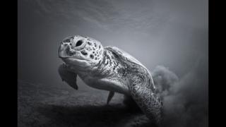 The Slowest Sprinter, by Vaclav Krpelik