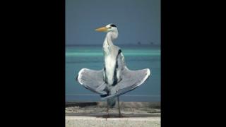 Sunbathing Heron, by Emma Collins