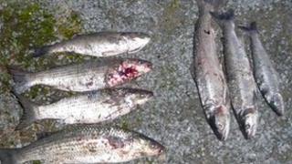 Salmon, sea trout, bass and mullet seized during raid.