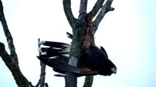 harris hawk trapped