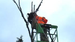harris hawk trapped