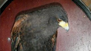 Harris hawk