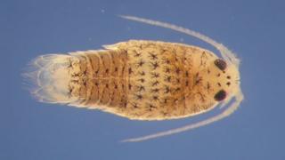 Speckled sea louse