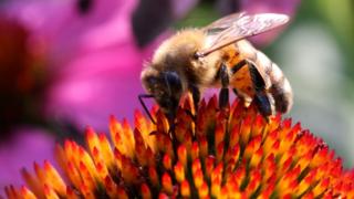 Honey bee