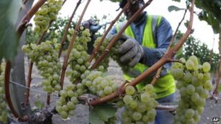 Harvesting grapes in the Napa Valley