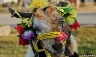 A decorated goat at a market before Eid in 2011