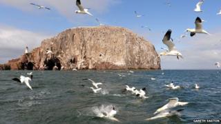 Gannets at Bass Rock