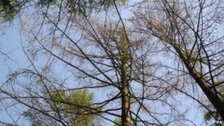 An affected larch tree
