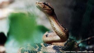Bushmaster snake