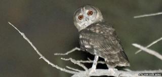 Owl
