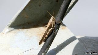 Grasshopper