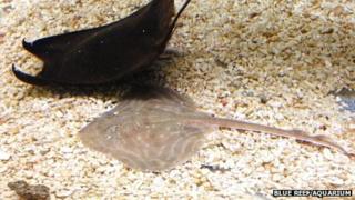 Small-eyed ray and eggcase