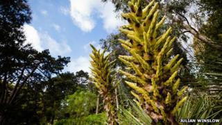 Puya at Ventnor Botanic Gardens