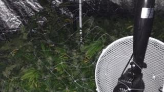 Cannabis plants being grown