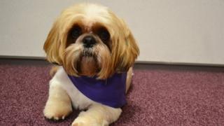 Jack the Shih Tzu from Bournemouth University