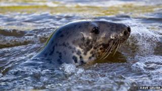 The seal photographed on Tuesday