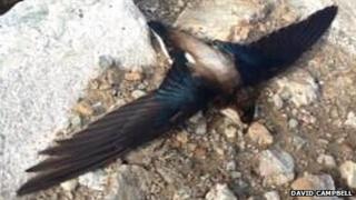 Needletail