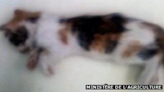 Cat infected with rabies