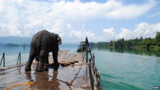 An elephant prepares to board a ferry