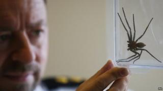 Huntsman spider