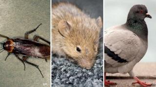 Cockroach, mouse and pigeon