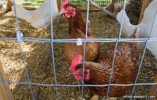 Hens