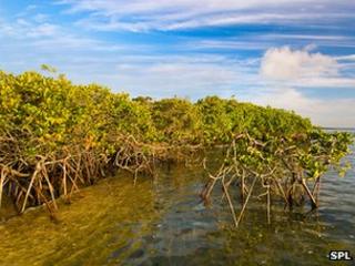 Mangroves