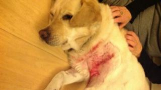 Guide dog after being attacked by two dogs