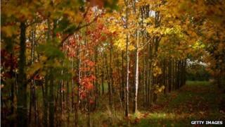 Autumnal trees