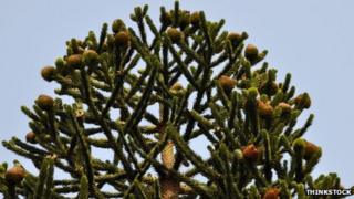 Monkey puzzle tree