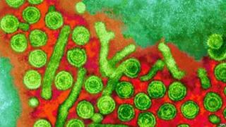 feirws hepatitis