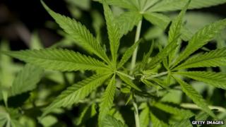 Cannabis plant
