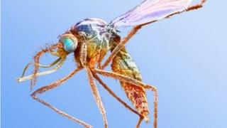 Malaria