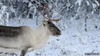 Finland reindeer meat stocks under pressure - BBC News