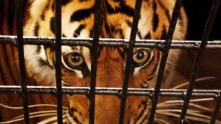 An endangered Sumatran tiger peers out of a transport cage.