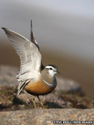 Dotterel