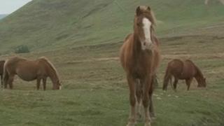 Abandoned horses