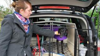 Flo the lurcher leaving vet's surgery