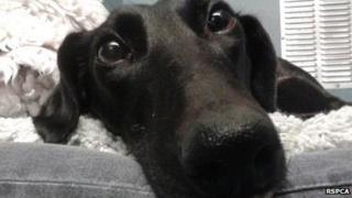 Flo the lurcher