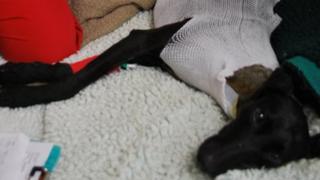 Flo the lurcher after surgery