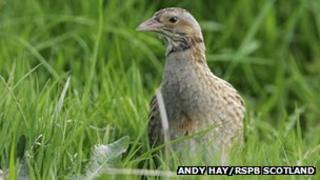 Corncrake. Pic: Andy Hay/RSPB Scotland