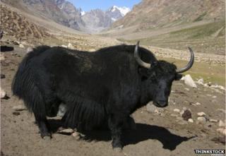 Wild yak